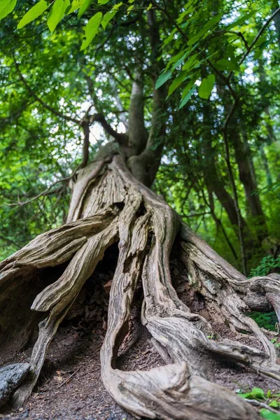 背景に緑の木の葉を持つ木の根の低角度のショット — ストック写真