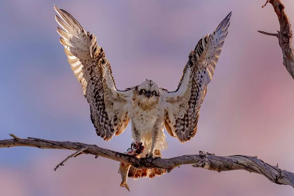 Osprey Haliaetus Pandion Com Asas Abertas Empoleiradas Ramo — Fotografia de Stock