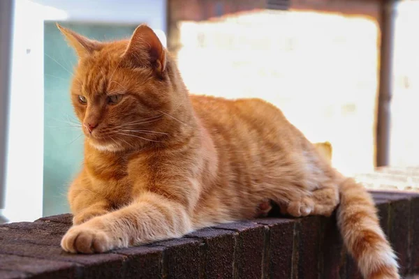 阳光灿烂的日子里 一只姜黄的猫坐在外面 — 图库照片