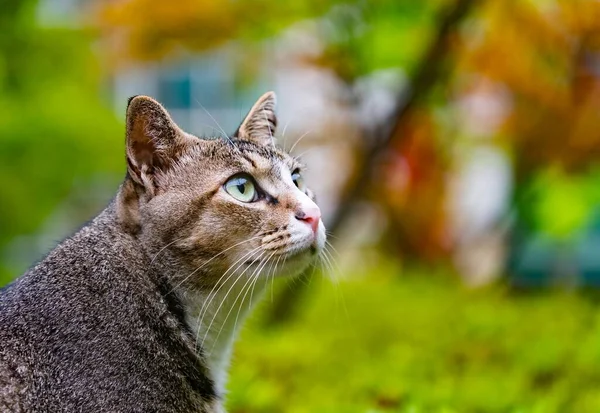 Nahaufnahme Einer Niedlichen Blauäugigen Katze Wald — Stockfoto