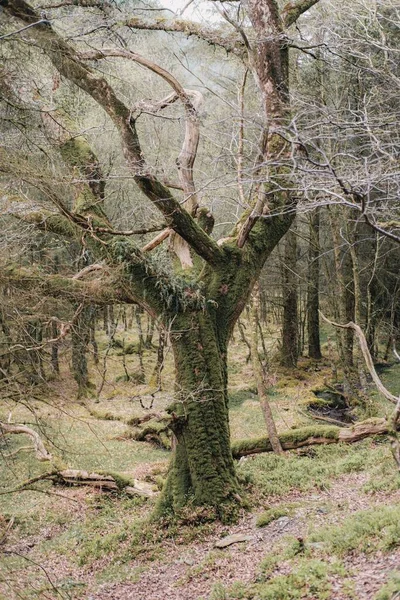Belle Nature Avec Des Arbres Étonnants Irlande Glendalough — Photo