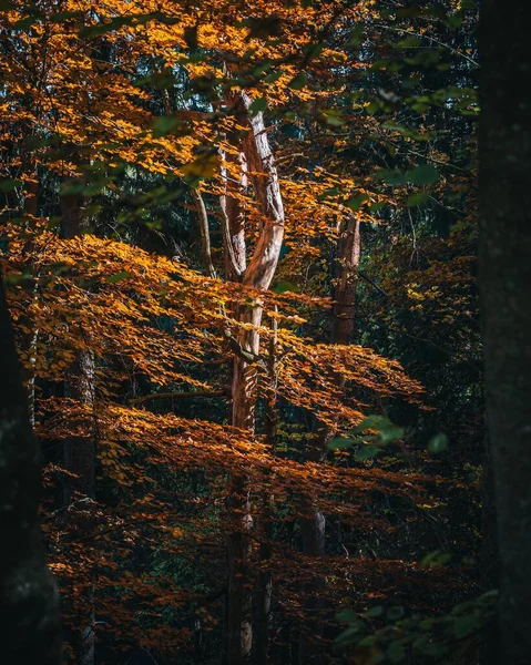 Plan Vertical Beau Grand Arbre Aux Feuilles Orange Dans Une — Photo