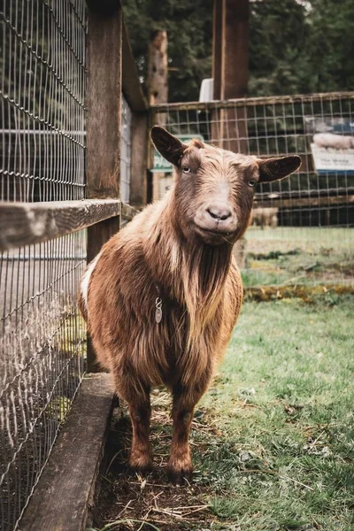 A beautiful shot of a cute goat smiling at the camera