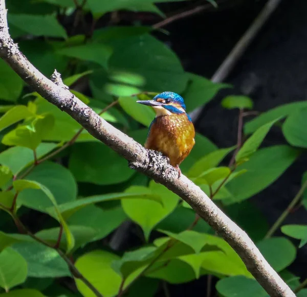 Bir Dala Tünemiş Basit Bir Kingfisher Alcedo Seçici Odak Atışı — Stok fotoğraf