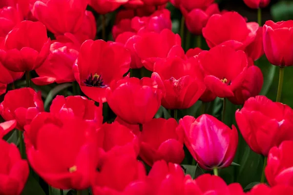 Closeup Beautiful Red Vibrant Tulips Garden — Stock Photo, Image