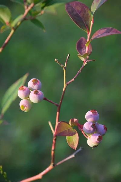 Vertical Shot Rabbit Eye Blueberry Growing Garden — Stock Photo, Image