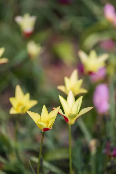 Primer Plano Vertical Hermosos Tulipanes Lirio Agua Jardín — Foto de Stock