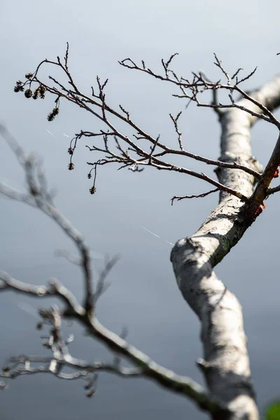 Eine Vertikale Aufnahme Von Blattlosen Zweigen Einer Grauen Unschärfe — Stockfoto