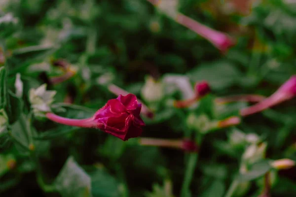 Tiro Foco Raso Rosa Escuro Pétalas Flores Marvel Peru Fundo — Fotografia de Stock