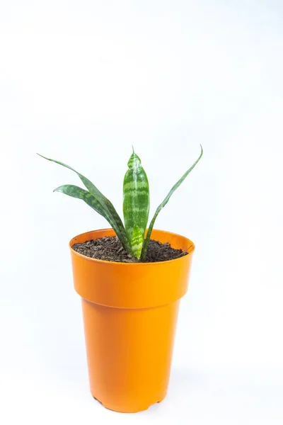 Uma Planta Vaso Isolada Fundo Branco Com Espaço Cópia Tiro — Fotografia de Stock