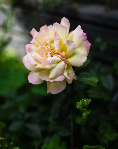 Closeup Peace Rose — Stock Photo, Image
