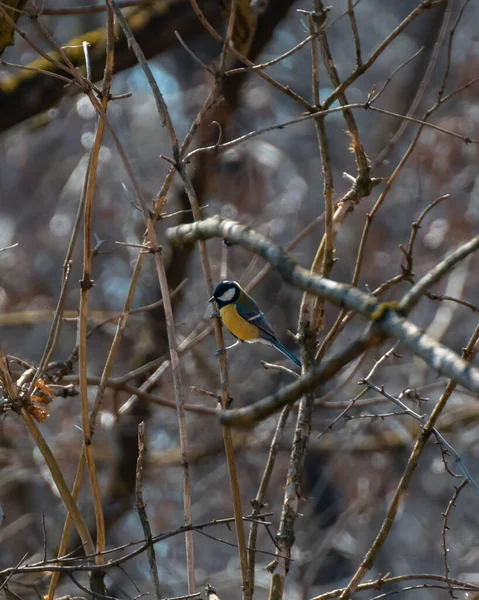 Vertical Shot Cute Great Tit Bird Standing Leafless Tree Branches — стоковое фото