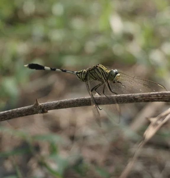Makroaufnahme Einer Libelle Auf Einem Buschstamm Vor Verschwommenem Hintergrund — Stockfoto