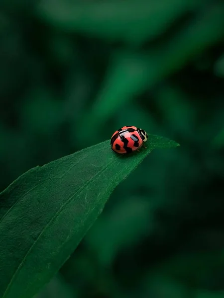 Koyu Yeşil Yapraklı Arka Planı Bulanık Küçük Bir Uğur Böceğinin — Stok fotoğraf