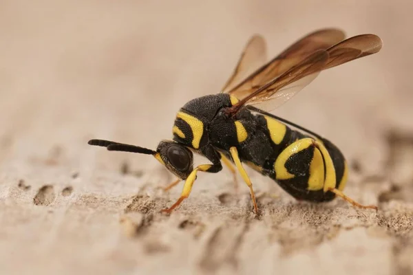 寄生虫の孤独な蜂が生息するカラフルな黄色の黒い寄生虫のスズメバチ Leucospis Dorsigeraに関する詳細情報 — ストック写真