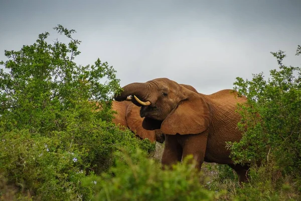 Elefante Che Strappa Mangia Erba Con Tronco — Foto Stock