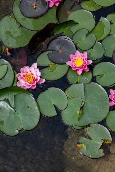 A top top shot of pink water lilies on the water with lily pads around them