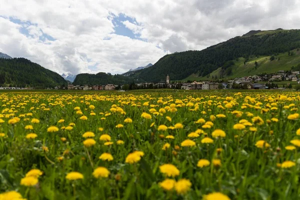 Scenic View Dandelion Taraxacum Field Village Slope Green Mountains — Stock Photo, Image