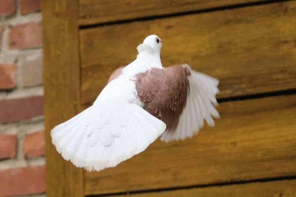 Close Velho Pombo Coruja Alemão Voando Contra Galinheiro — Fotografia de Stock