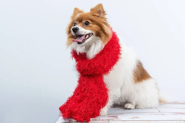 Lindo Spitz Con Una Bufanda Roja Para Invierno Aislado Sobre —  Fotos de Stock