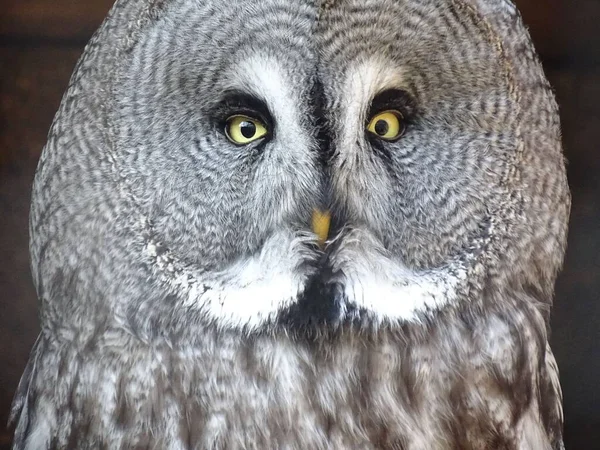 森林里一只可爱的灰色猫头鹰的特写镜头 — 图库照片