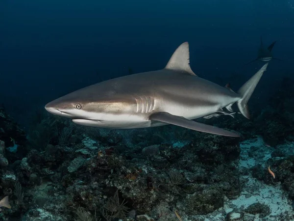 Nahaufnahme Eines Hais Der Sauberem Wasser Schwimmt — Stockfoto