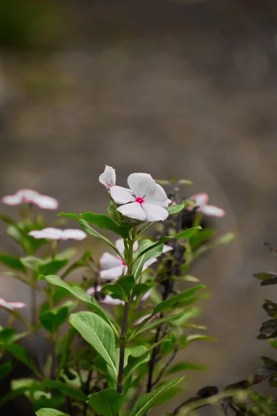 Zbliżenie Ujęcia Pięknego Catharanthus Kwitnącego Ogrodzie — Zdjęcie stockowe
