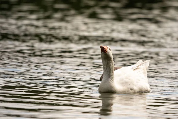 頭を高く上げて池に静かに泳ぐ国内の白いガチョウ — ストック写真