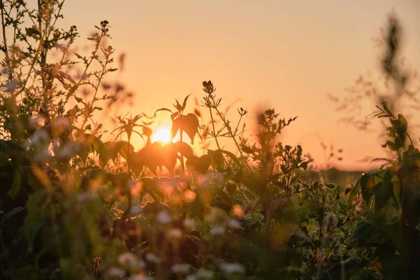 Sol Brillante Que Brilla Detrás Las Plantas Verdes Campo — Foto de Stock