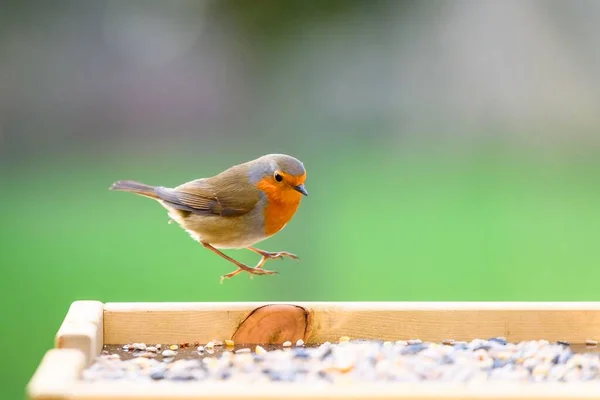 Primer Plano Pájaro Robin Saltando Sobre Una Pieza Madera Sobre — Foto de Stock