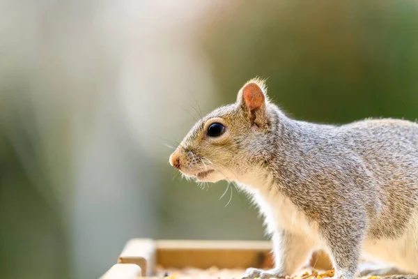 Egy Keleti Szürke Mókus Sciurus Carolinensis Sekély Fókuszképe — Stock Fotó