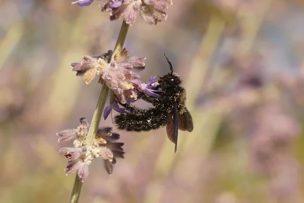 Zbliżenie Dużą Śródziemnomorską Fioletową Pszczołę Stolarską Xylocopa Violaceae Pijącą Nektar — Zdjęcie stockowe