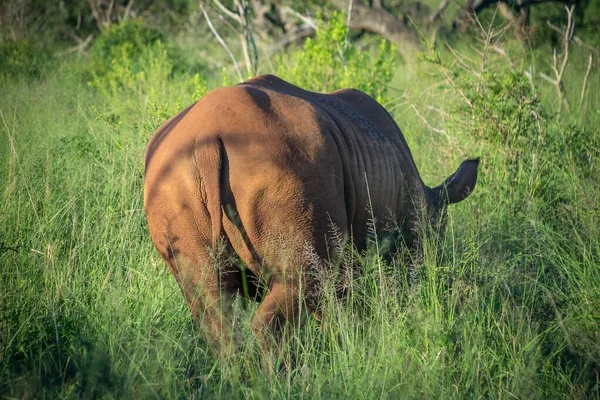 Lovitură Frumoasă Rinocer Sălbatic Pășunând Pajiște Verde Proaspătă Rezervația Jocuri — Fotografie, imagine de stoc