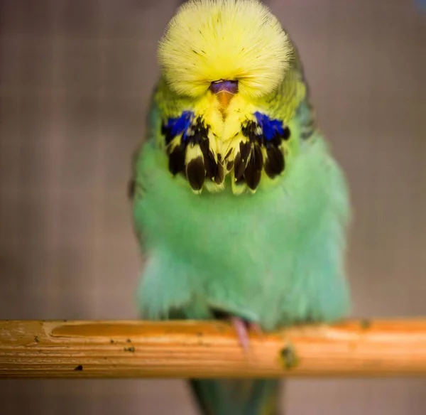 Zbliżenie Uroczej Papugi Rozmytym Tle — Zdjęcie stockowe