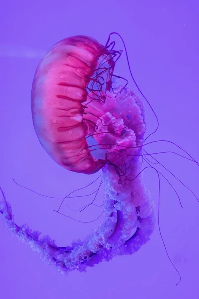Svislý Záběr Krásné Růžové Medúzy — Stock fotografie