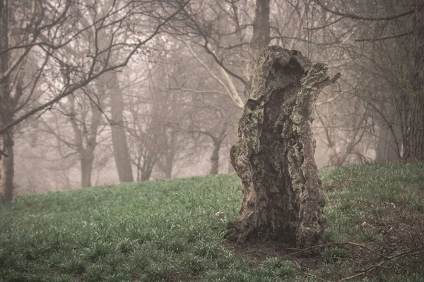 Skadad Trästam Skog Dyster Dag — Stockfoto