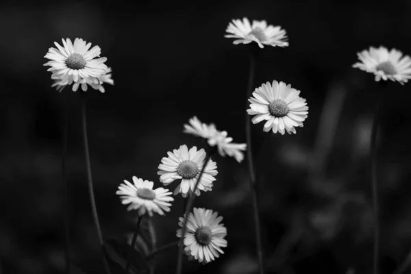 Een Grijswaarden Shot Van Prachtige Kamille Bloemen Een Wazige Achtergrond — Stockfoto