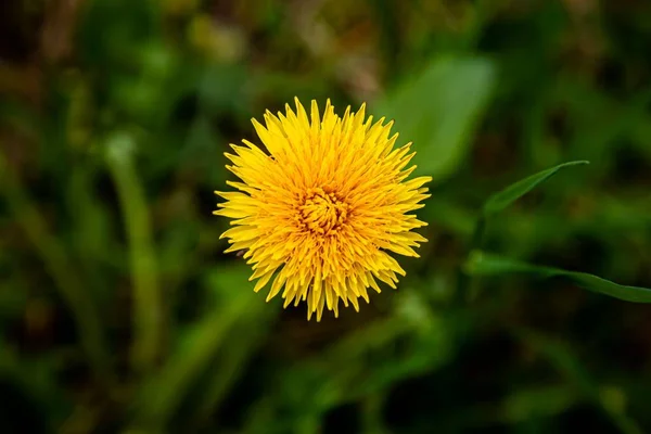 Una Vista Superior Enfoque Superficial Una Flor Diente León Amarillo — Foto de Stock