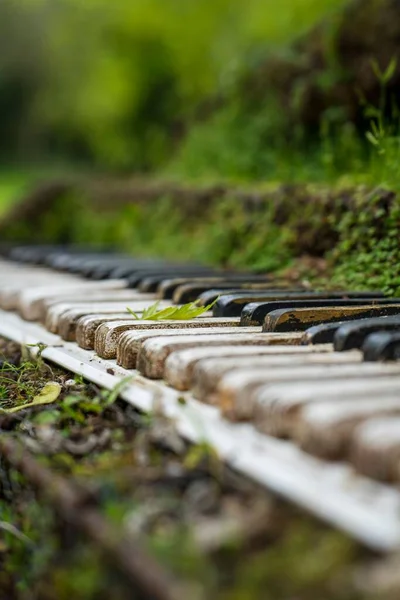 Pianoforte Abbandonato Nella Natura Con Una Foglia Sul Tasto Del — Foto Stock