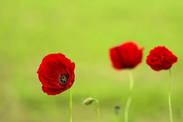 Closeup Shot Beautiful Poppy Flowers Green Background — Stock Photo, Image