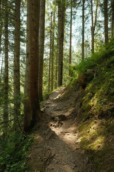 Sinar Matahari Membuat Jalan Mereka Melalui Mahkota Pohon Hutan Musim — Stok Foto