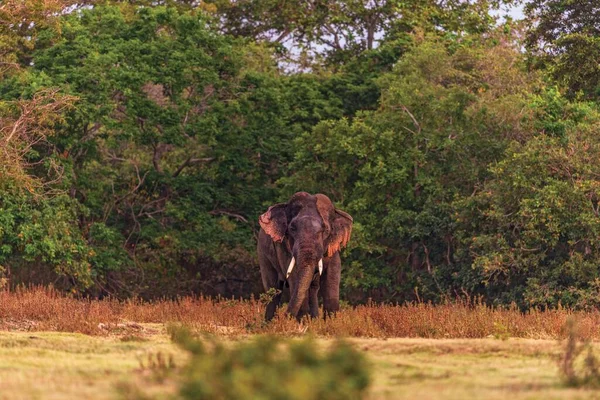 Elefante Adulto Che Cerca Cibo Natura — Foto Stock