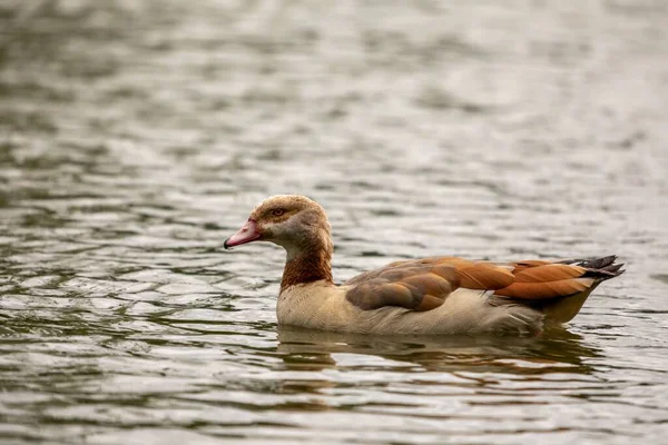 Eine Seitenansicht Der Ägyptischen Gans Die Ruhigen See Schwimmt — Stockfoto