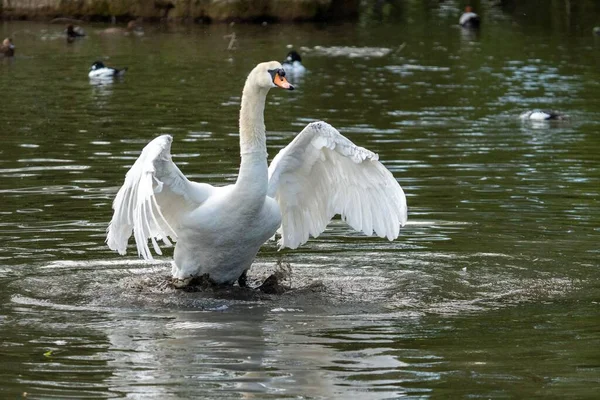 Hermoso Cisne Blanco Elegante Preparándose Para Vuelo Desde Lago —  Fotos de Stock