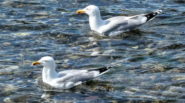 Una Vista Hermosas Gaviotas Mar Día Soleado — Foto de Stock