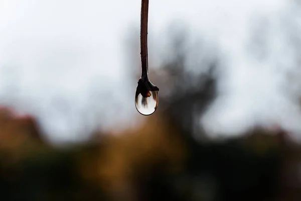 Vista Perto Uma Gota Água Pendurada Ramo Com Fundo Desfocado — Fotografia de Stock