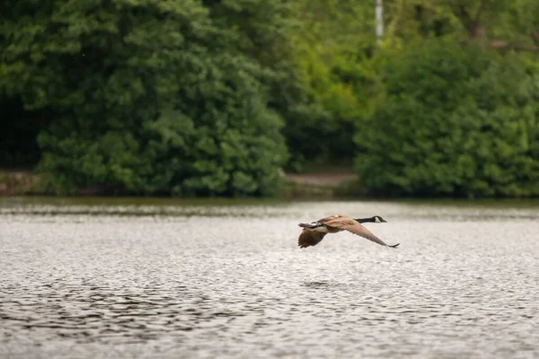 池の上に空気中に舞い上がる孤独なカナダのガチョウ — ストック写真