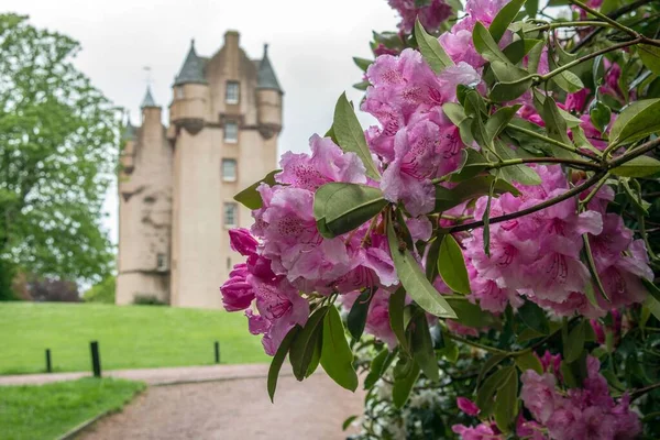 Azalea Blossom Backdrop Craigievar Castle Scottish Highlands — Stock Photo, Image