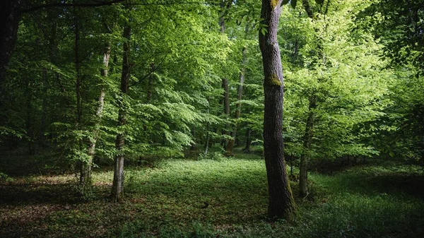 Uma Floresta Cênica Caduca Verde Transilvânia Romênia — Fotografia de Stock