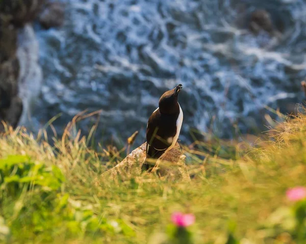 Een Closeup Van Een Prachtige Razorbill Een Rots Achtergrond Van — Stockfoto